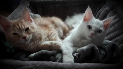 Main Coon Menschenbezogen