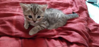 Scottish Fold Mix Babys