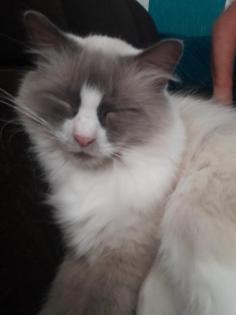 Liebevoller Ragdollkater sucht neues zu Hause