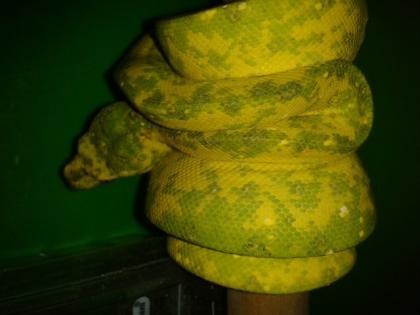 Morelia Viridis Biak hy mite, Corallus caninus guynana