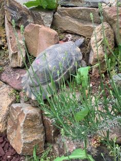 4- und 3-jährige Landschildkröten, Testudo Marginata, Breitrandschildkröten aus artgerechter,
