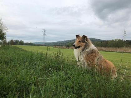 Reinrassige Collie Langhaar Welpen -Amerikanische Linie