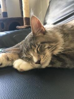 Maine Coon Deckkater Ragnar
