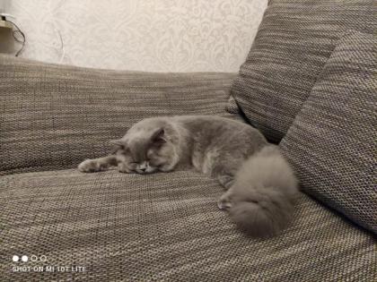 BLH Deckkater sucht Gesellschaft