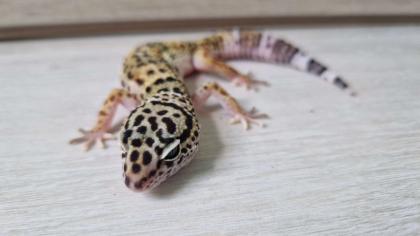 3 Leopardgecko 0. 0. 3 zu verkaufen