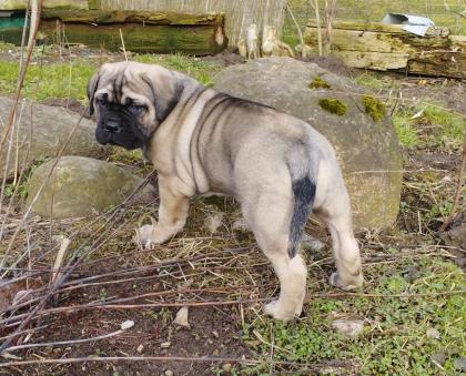 Reinrassige Cane Corso italiano Welpen