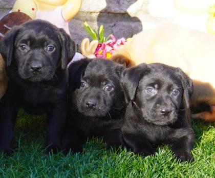 Labrador Welpen in verschiedenen Farben abzugeben