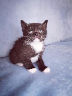 Kitten, Katzen Babys