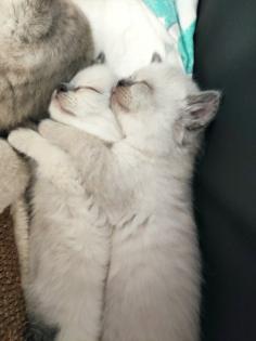 Britisch Kurzhaar Kitten BKH Kitten