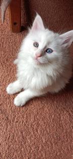 Maine-Coon-Kätzchen suchen ein neues Zuhause