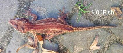 Rhacodactylus auriculatus Höckerkopfgeckos für HAMM