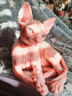 Reinrassige Sphynxbabys