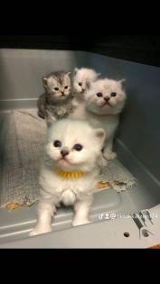 Britisch Kurzhaar Katzenbabys