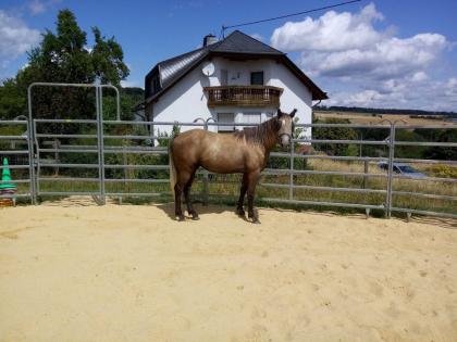 Missouri Foxtrotter 2 Jahre großes Therapiepotenzial