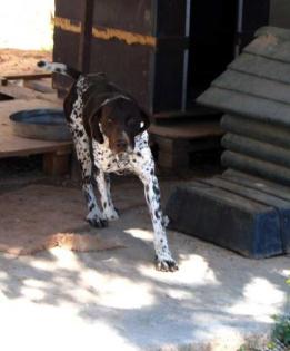Harry vom typischen Schicksal eines Jagdhundes in Griechenland