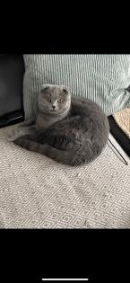 Junge Scottish Fold Katzen mit Stammbaum suchen neues Zuhause
