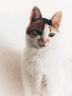 Katze Frankie aus Hannover vermisst