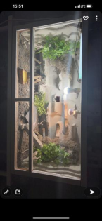 Leopardgeckos mit Terrarium