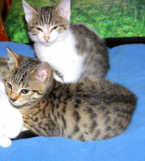 Katzenbaby, Katzenkinder, Kitten, Kätzchen ABGABE