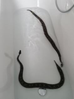 0. 1 Python regius nominat het Piebald im Doppelpack