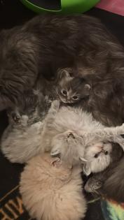 Perser Kitten mit Nase