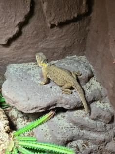 Verkaufe zwergbartagamen Pogona henrylawsoni