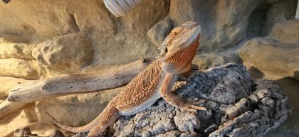 Bartagame inkl. Terrarium abzugeben