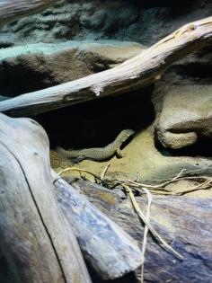 Stachelschwanzwaran Varanus acanthurus männlich, ca. 5 Jahre alt