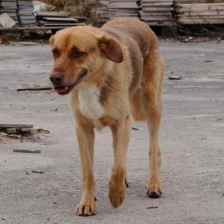 Balou / Status sucht ein Zuhause