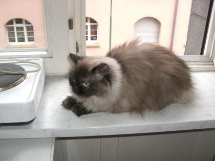 Perserkatzen auch Colourpoint