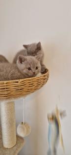 Bkh- kitten Bkh-kitten