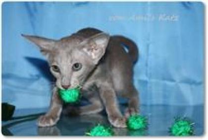 OKH-Kitten mit Stammbaum suchen ab sofort ein neues zu Hause