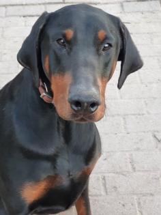 2 Dobermann Mädchen