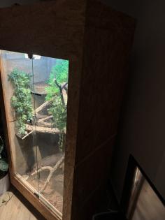 Verkaufe Kornnatter Terrarium falls benötigt