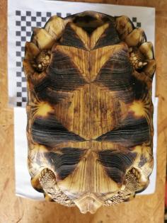 Geochelone Radiata 0. 4 weibchen