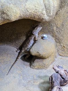 Pogona henrylawsoni Zwergbartagame abzugeben