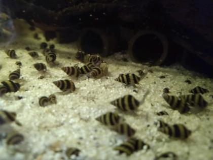 Raubschnecken, Clea Helena, sehr nützlich