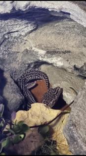 0. 3. Leopardgeckos mit Terrarium und Zubehör