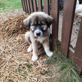 Kaukasischer Owtscharka / Schäferhund Welpe