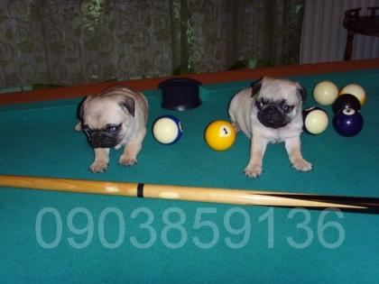 Mops Welpen