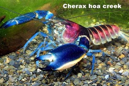Sehr schöne Cherax Hoa Creek blau-rosa Krebse abzugeben
