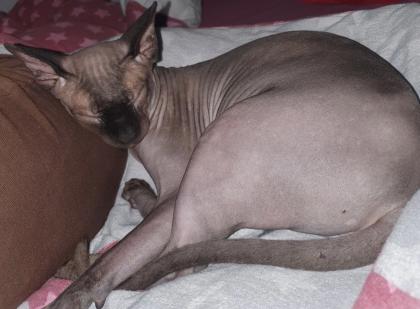 Sphynx Kater Loki in liebevolle Hände abzugeben