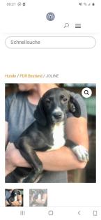 Tolle Welpen, Junghunde Hundesenioren