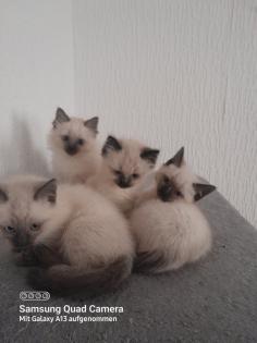 Süsse siam kitten verkaufen