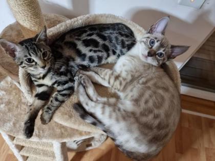 Bengal Kater