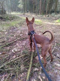 Podenco Rüde Sam sucht seine Menschen