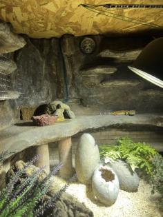 Terrarium mit 3 Leopardgeckos -vollausgestattet Zubehör