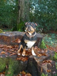Stafford Bullterrier Hündin sucht Wurfgeschwister