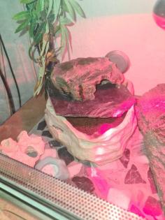 3 Leopardengeckos mit komplettset Terrarium.
