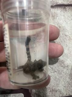 Faltengecko/ Ptychozoon Lionotum